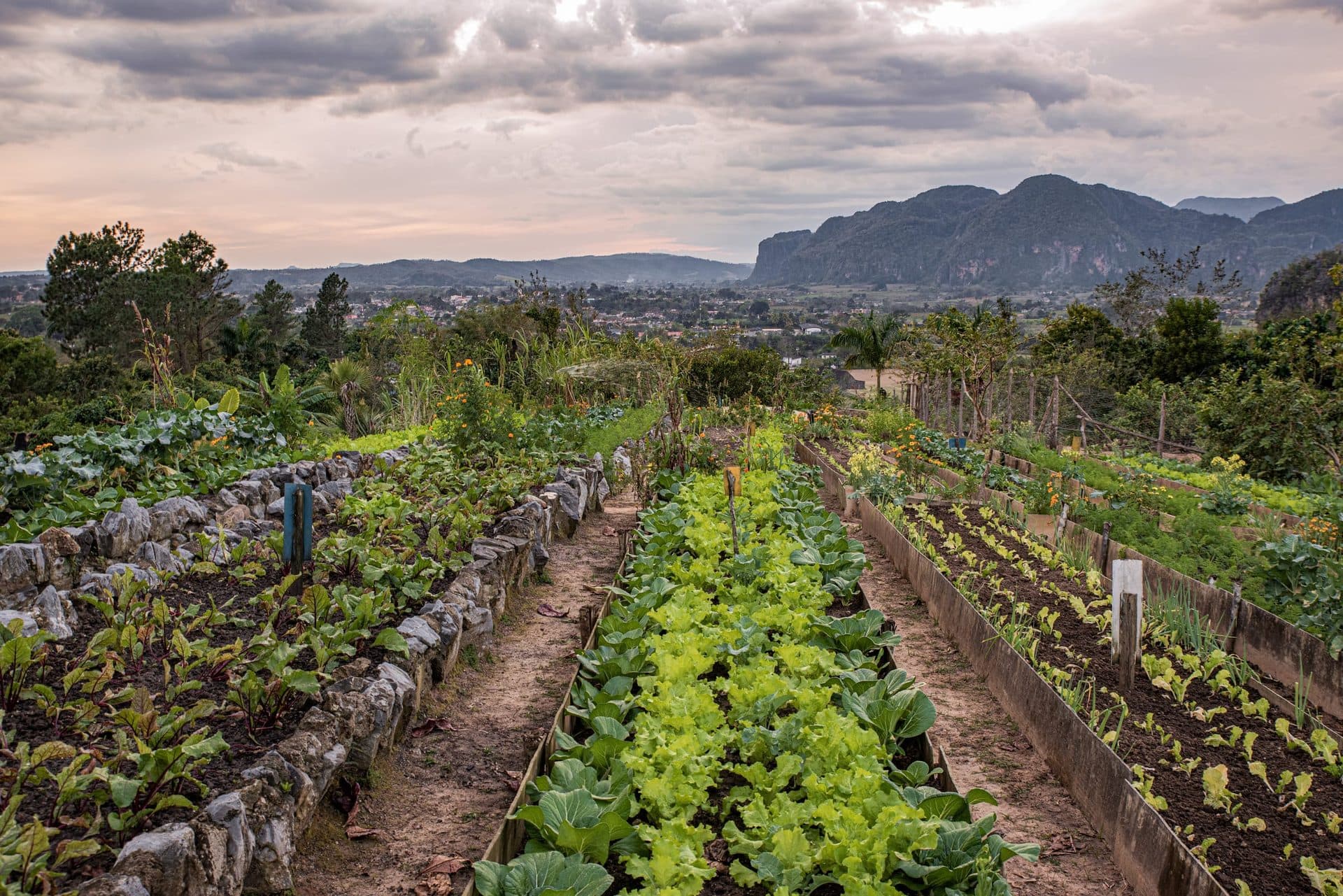 Garden landscape